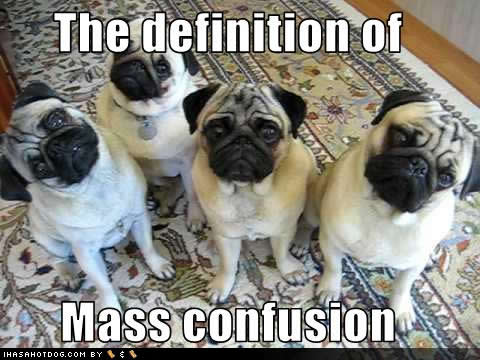 funny-dog-pictures-mass-confusion.jpg