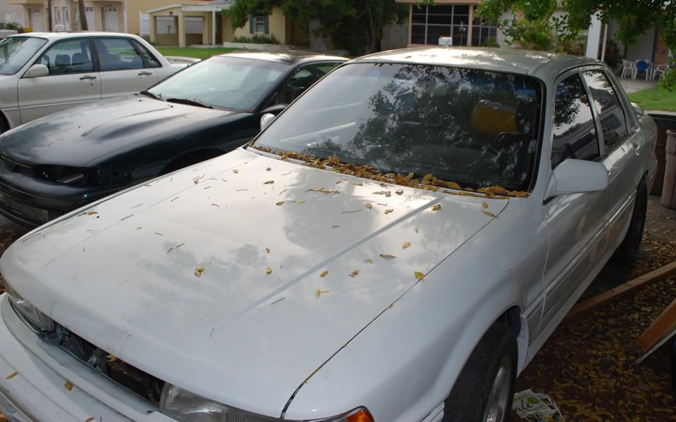 galant0012.jpg